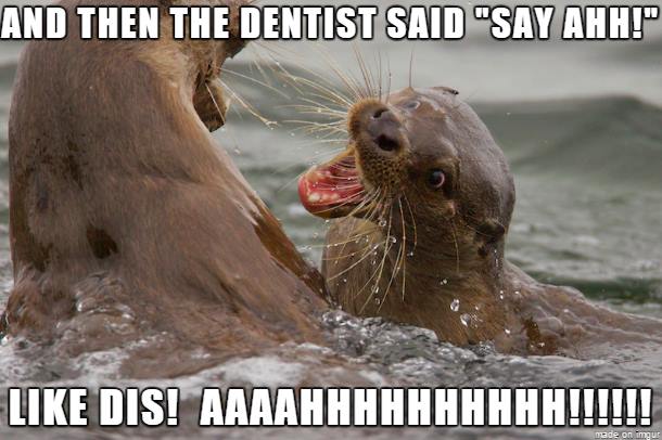 otter dentist