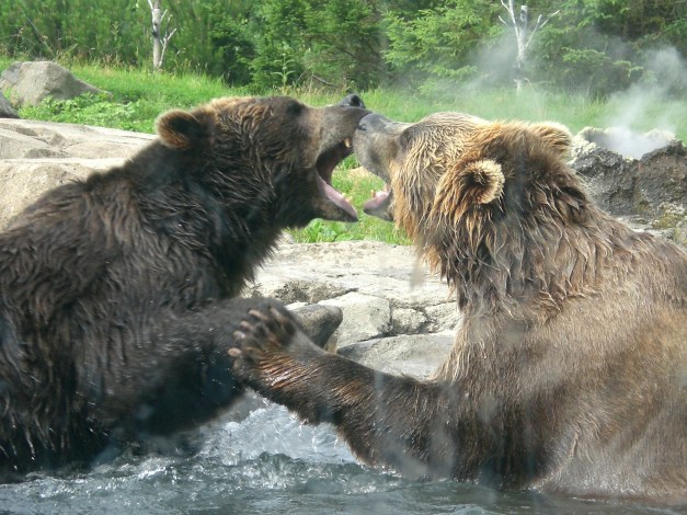 Bears fighting