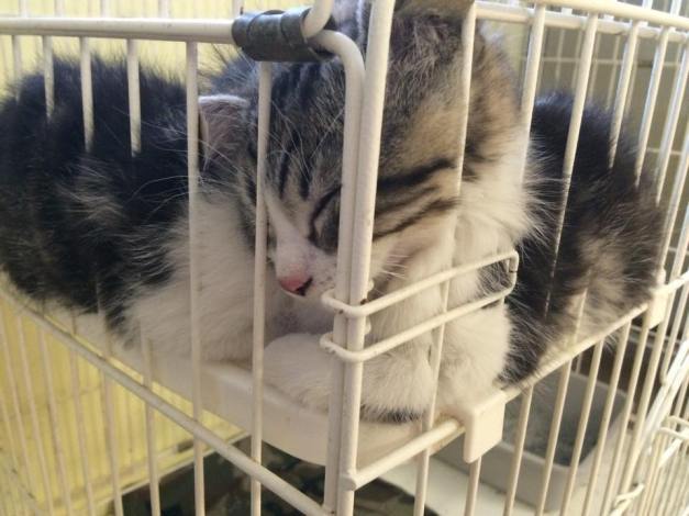 Holosuite kitten face