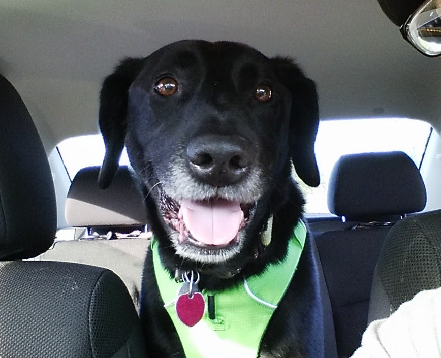 Loki ready for adventure