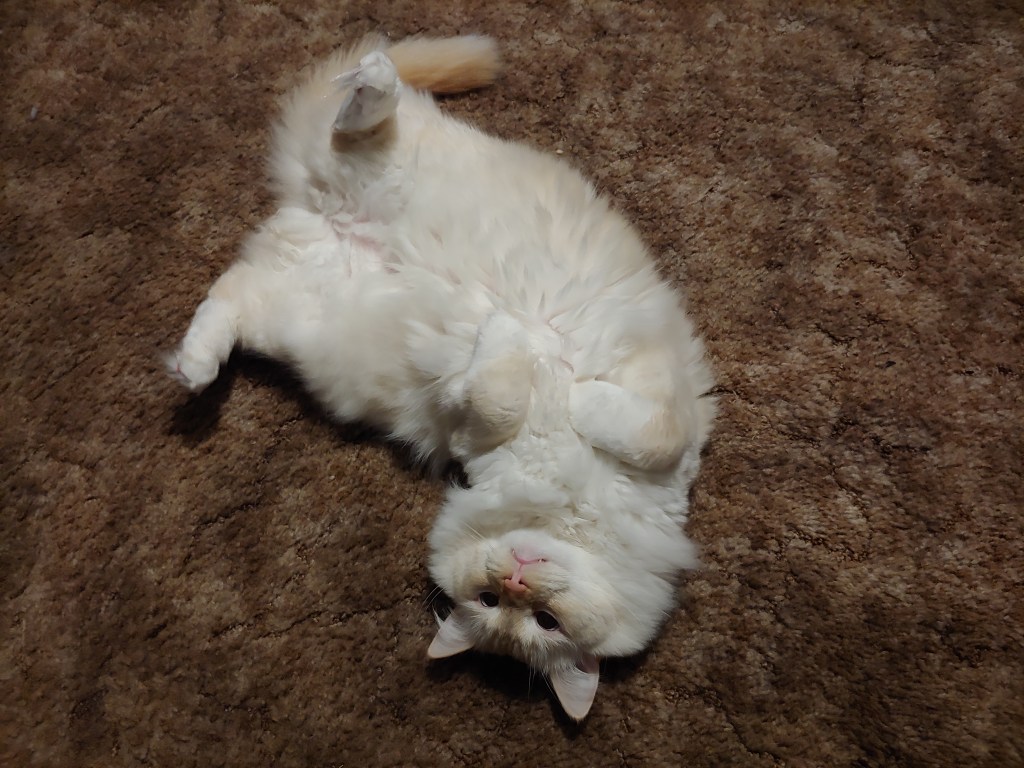 Flame point Ragdoll cat on his back, caught mid-roll. His belly is very floofy!