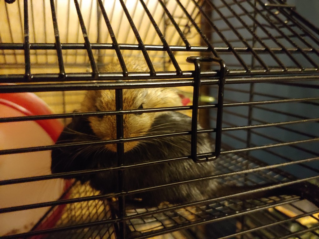 A brown gerbil is sleeping curled on top of a black gerbil.