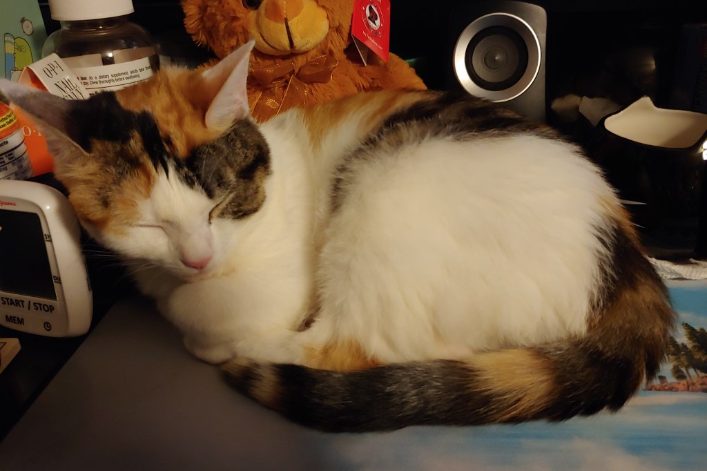 Small calico kitten curled up on my computer desk. She is sleeping.
