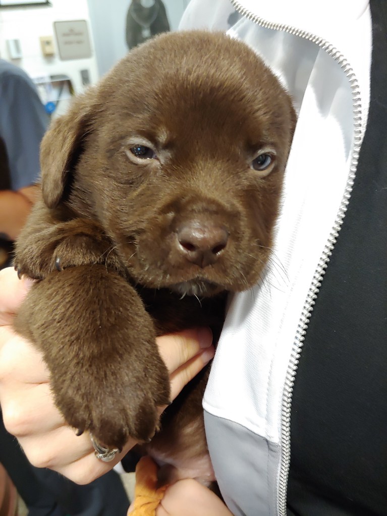 A small chocolate lab puppy, being cradled against a person's chest. He looks sleepy.