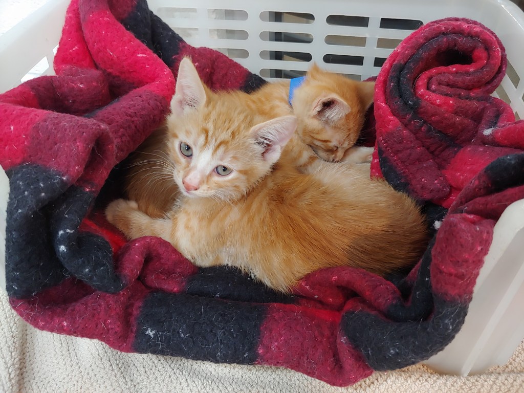 Two small orange tabby kittens, curled up on a blanket in a plastic cat bed.