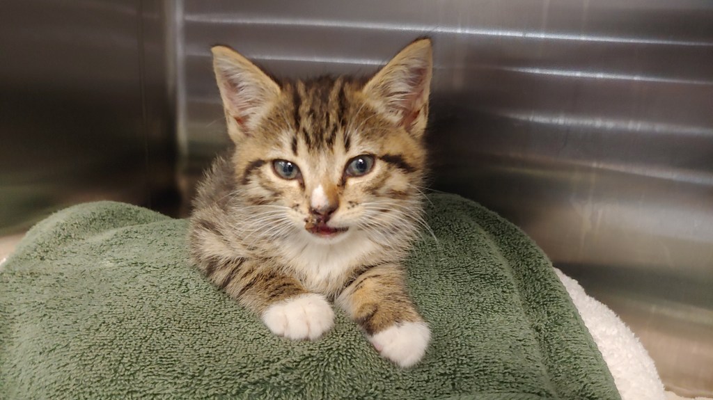 Smol brown and white tabby kitten. She has an injury on her lip.