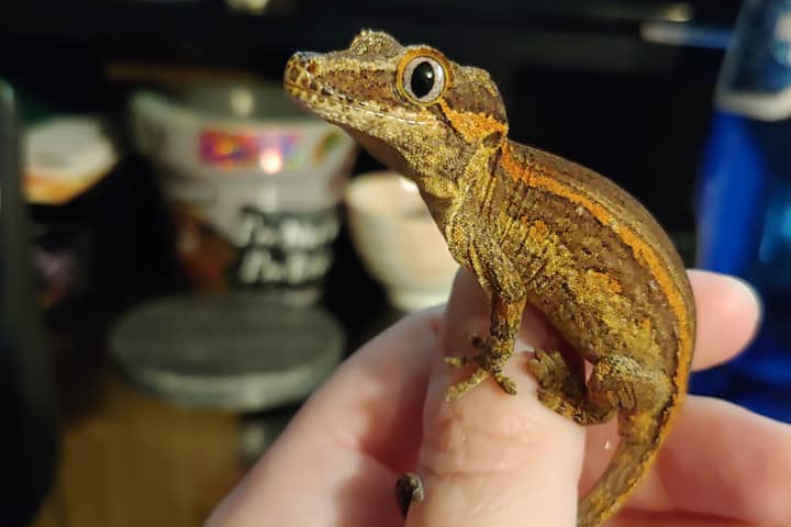 Gargoyle gecko perches on one of my thumbs. He is shades of brown with orange stripes. His eyes are a bright, light blue. His tail is curled around my thumb.