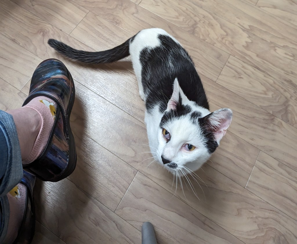 Black and white cat looks up at the camera from the floor. His third eyelids are covering part of both eyes.