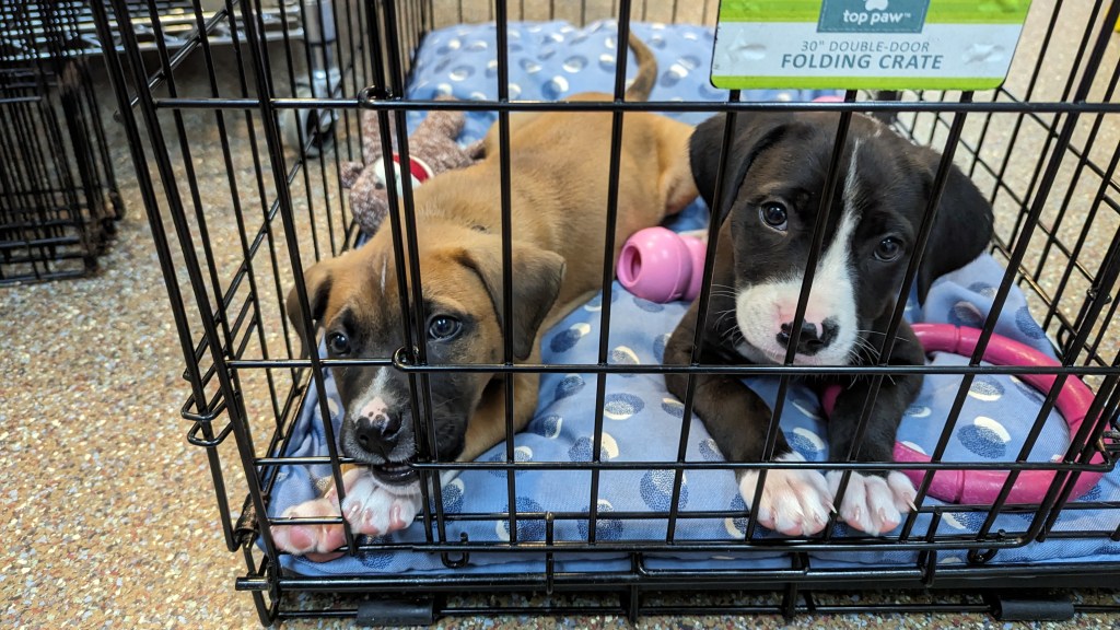 Two staffie mix puppies, one black/white and one tan/brown/white.