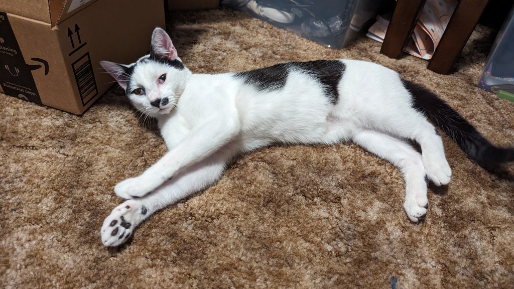 Black and white cat is stretched out, but looking at the camera with curiosity.