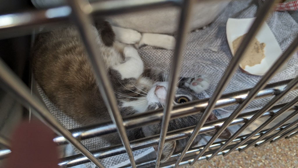 Grey and white DSH tabby curled up in a kennel, looking up at the camera.