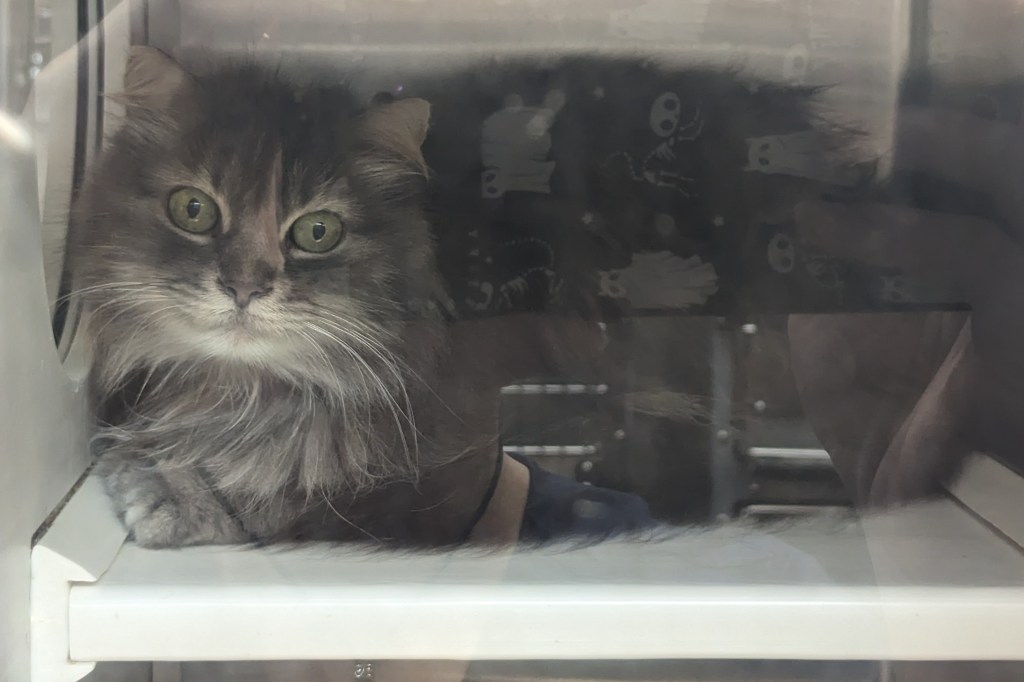 Grey and white DLH tabby is being a loaf on a shelf in a kennel.