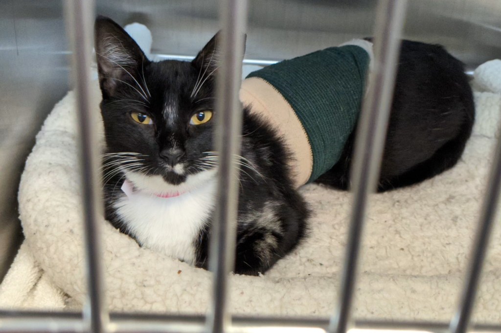 Black and white DSH cat is curled up on a bed in a kennel. She has a bandage wrapped around her midsection.
