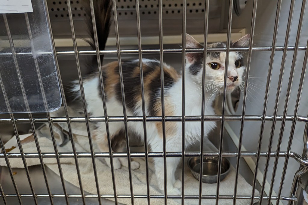 Calico DMH kitty in a kennel. She looks curious, and like she has seen some things.