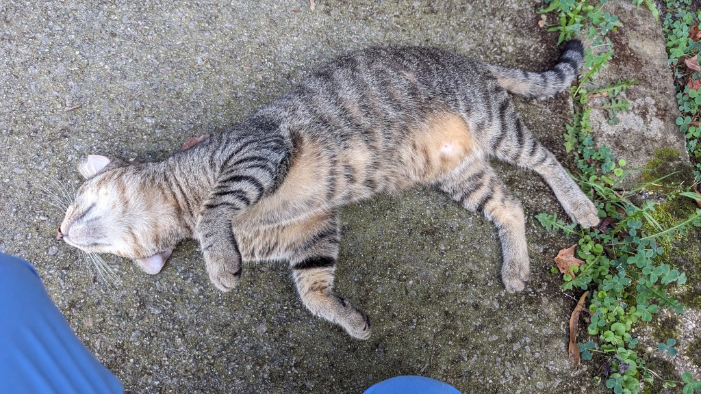 Ear tipped brown tabby mid-roll, showing his belly and with neck stretched out.