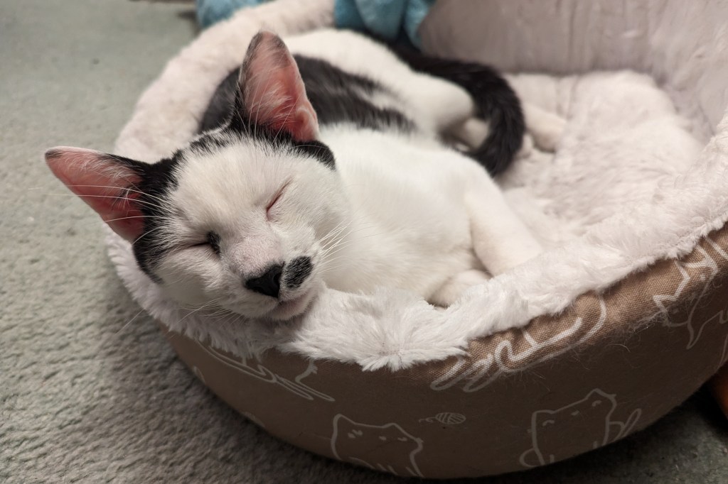 Black and white cat is asleep, curled up in a cat bed. He looks very comfy.